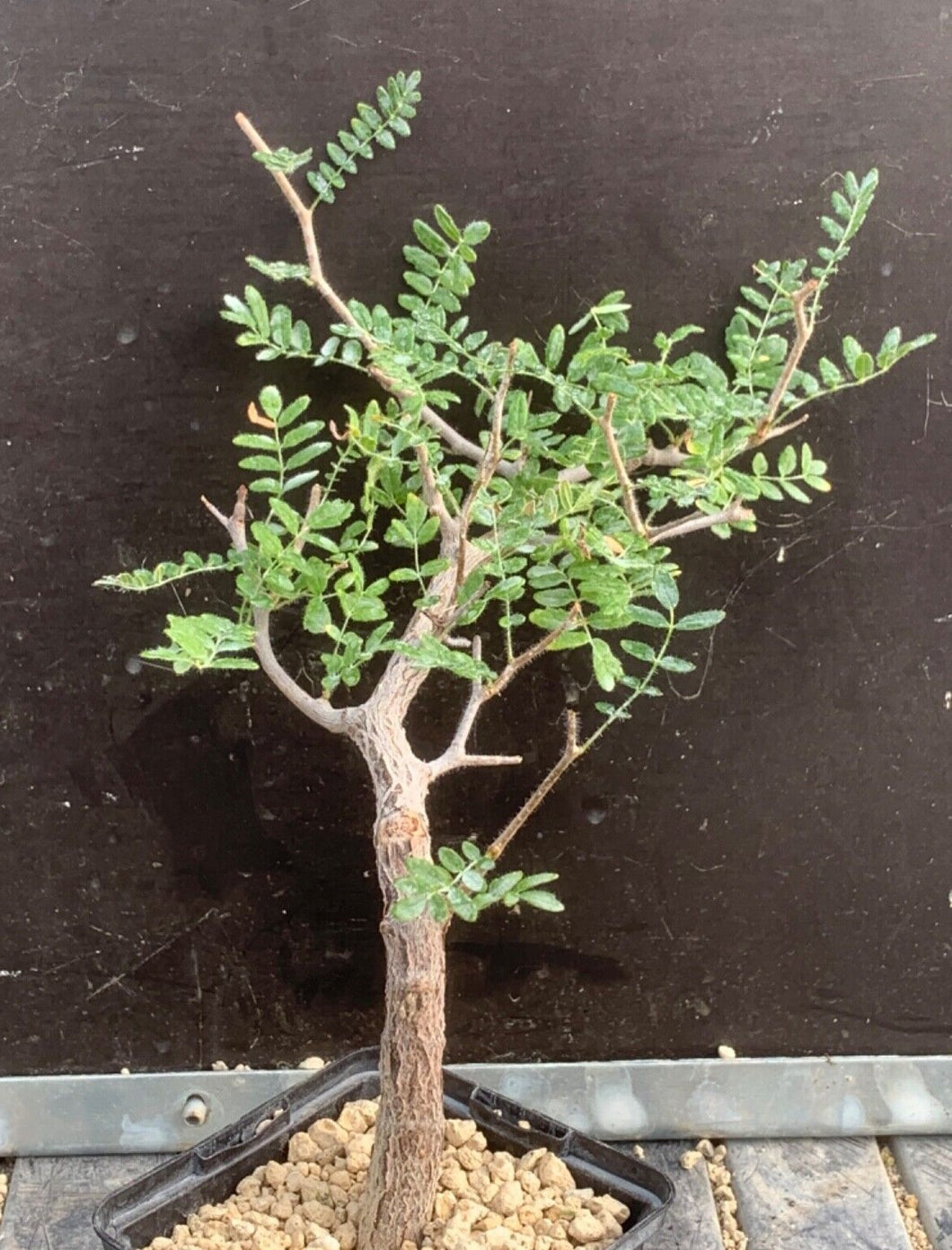 COMMIPHORA MONSTROSA LIVE PLANT #0675 For Sale