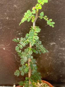 COMMIPHORA PLANIFRONS LIVE PLANT #673 For Sale