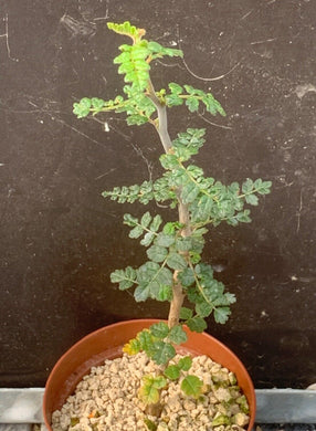 COMMIPHORA PLANIFRONS LIVE PLANT #673 For Sale