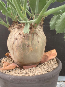 CYPHOSTEMMA UTER V MACROCARPUS LIVE PLANT #05343 For Sale