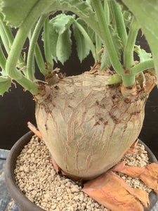 CYPHOSTEMMA UTER V MACROCARPUS LIVE PLANT #05343 For Sale