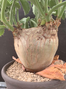 CYPHOSTEMMA UTER V MACROCARPUS LIVE PLANT #05343 For Sale