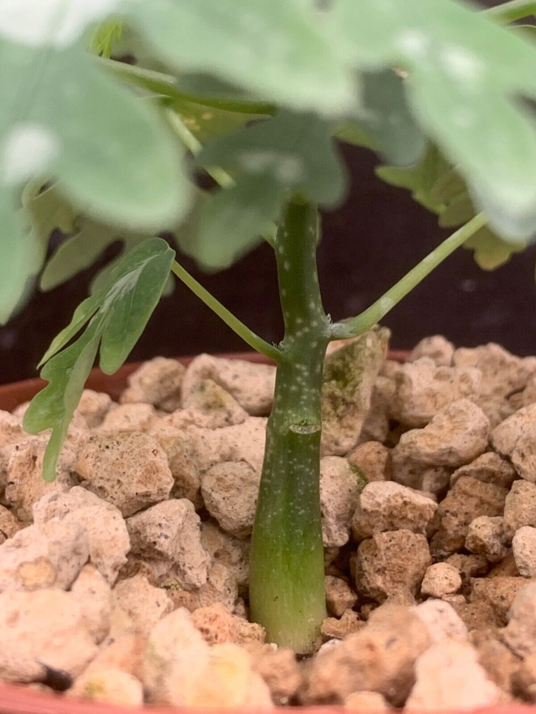 ADENIA METAMORPHA LIVE PLANT #223 For Sale