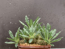 Load image into Gallery viewer, DORSTENIA LAVRANII LIVE PLANT #675 For Sale