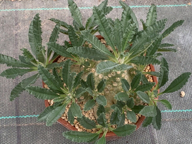 DORSTENIA LAVRANII LIVE PLANT #675 For Sale