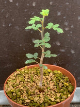 Load image into Gallery viewer, COMMIPHORA PLANIFRONS LIVE PLANT #1293 For Sale