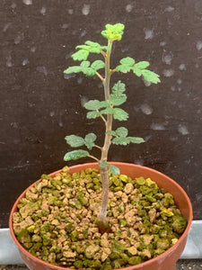 COMMIPHORA PLANIFRONS LIVE PLANT #1293 For Sale