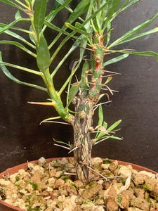 FOUQUIERIA PURPUSII LIVE PLANT #22 For Sale