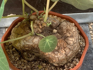 STEPHANIA KAWEESAKII LIVE PLANT #03 For Sale