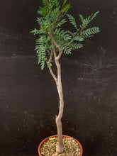 Load image into Gallery viewer, BURSERA MICROPHYLLA LIVE PLANT #76 For Sale