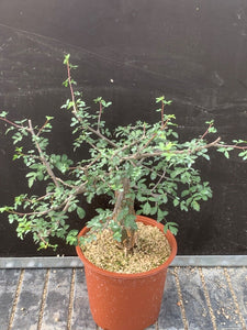 BURSERA FAGAROIDES LIVE PLANT #98 For Sale