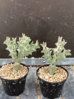 CARALLUMA SOCOTRANA 2 Pieces LIVE PLANTS #0803 For Sale