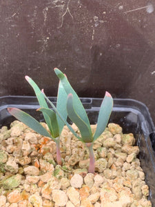 WELWITSCHIA MIRABILIS 2 Pieces LIVE PLANTs #089 For Sale