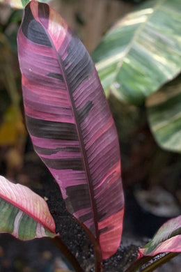 Musa Nono 'Hot Pink Banana' LIVE PLANT #153445 For Sale