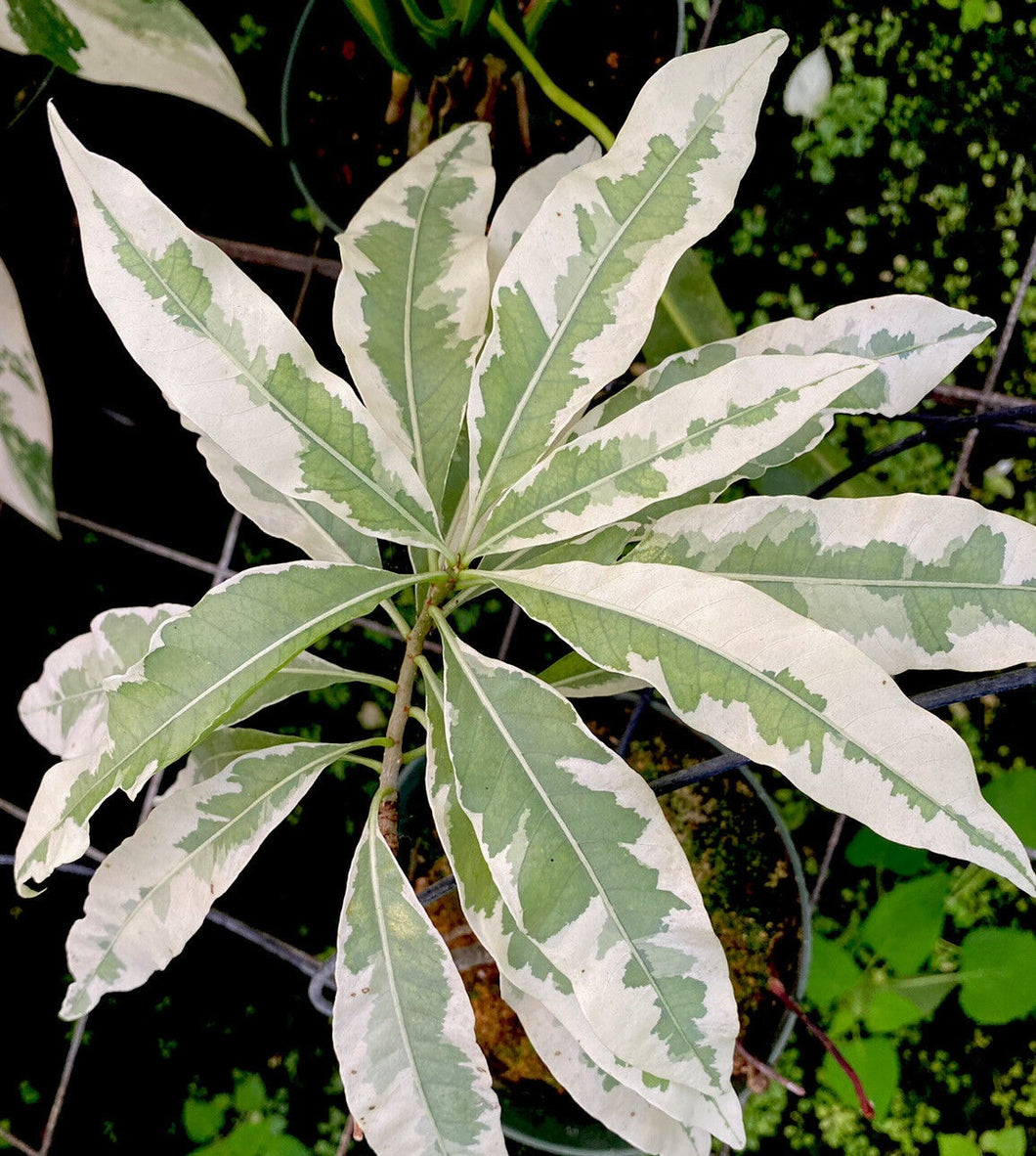 VARIEGATED African Baobab Tree Adansonia LIVE PLANT #12335 For Sale