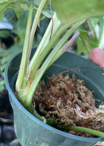 Mini Monstera Rhaphidophora LIVE PLANT #435035 For Sale