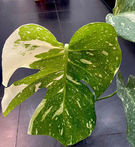 Giant Variegated MONSTERA THAI CONSTELLATION LIVE PLANT #164335 For Sale