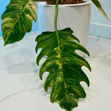 Load image into Gallery viewer, Philodendron Caramel Marble Variegated LIVE PLANT #76995For Sale