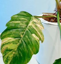 Load image into Gallery viewer, Philodendron Caramel Marble Variegated LIVE PLANT #76995For Sale