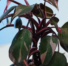 Load image into Gallery viewer, Philodendron Black Cherry LIVE PLANT #159935 For Sale