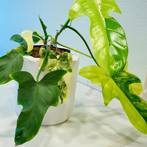 Philodendron Violin (Bipennifolium) Variegated LIVE PLANT #13735 For Sale