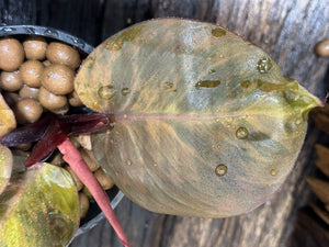 Philodendron Prince of Orange LIVE PLANT #187565 For Sale