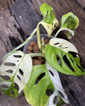 Load image into Gallery viewer, Monstera Adansonii Japanese Tri Colour LIVE PLANT #568035 For Sale