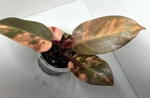 Load image into Gallery viewer, Philodendron Variegated Prince Of Orange LIVE PLANT #111565 For Sale