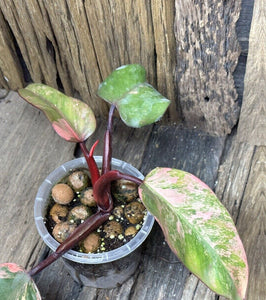 Philodendron Strawberry Shake LIVE PLANT #112435 For Sale