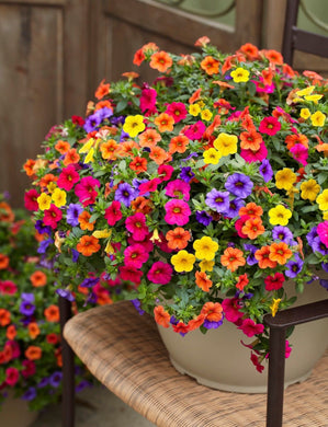 Calibrachoa Mix 60 Pcs Flowers Seeds