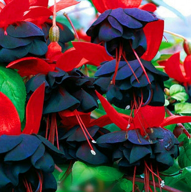 Colorful Fuchsia 130 Pcs Flowers Seeds