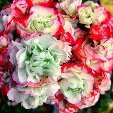 Geranium Tri-color 5 Pcs Flowers Seeds