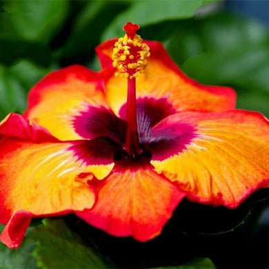 Deep Orange Hibiscus 50 Pcs Flowers Seeds