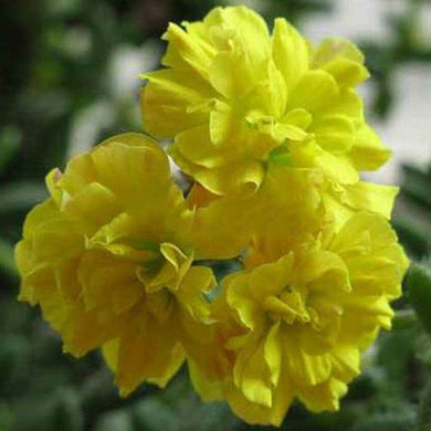 Yellow Geranium 5 Pcs Flowers Seeds