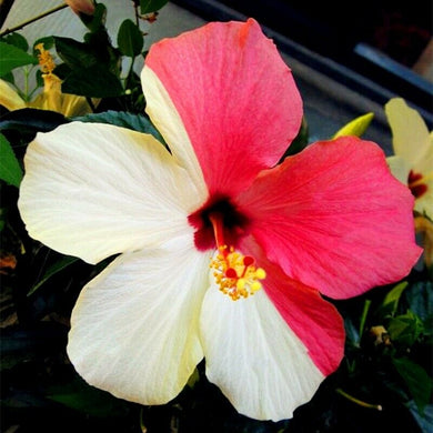 Hibiscus Hybrid 50 Pcs Flowers Seeds