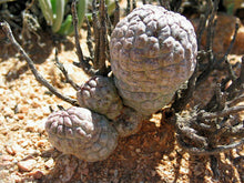 Load image into Gallery viewer, Larryleachia perlata 5 Pcs Seeds Cacti