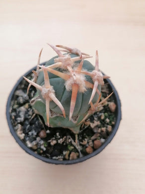 Echinocactus horizonthalonius LIVE PLANT #4483 For Sale