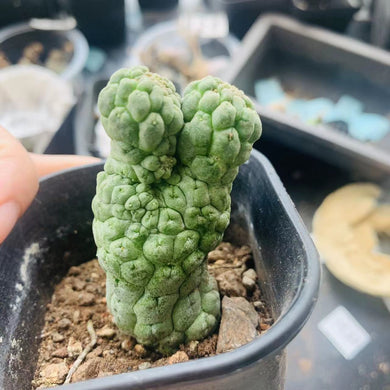 Trichocaulon cactiformis LIVE PLANT #5515 For Sale