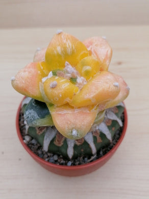 Ariocarpus retusus variegata LIVE PLANT #03323 For Sale