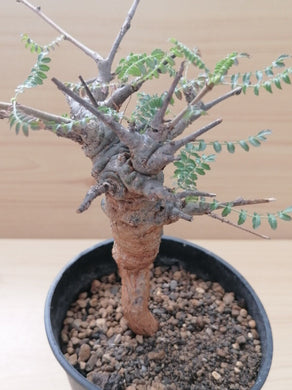 Boswellia neglecta LIVE PLANT #3183 For Sale