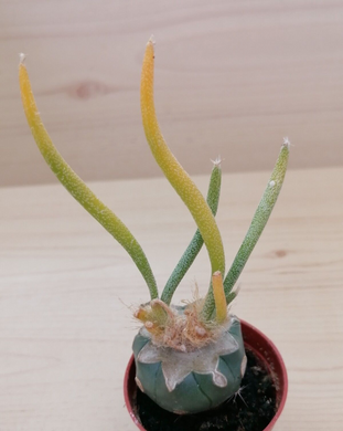 Astrophytum caput-medusae variegata LIVE PLANT #01323 For Sale