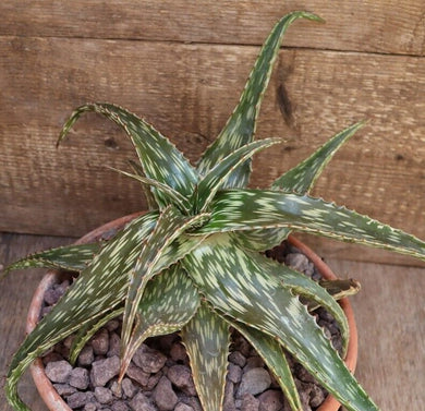 ALOE JUCUNDA LIVE PLANT #5635 For Sale