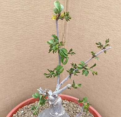 ADENIA GLAUCA LIVE PLANT #6935 For Sale