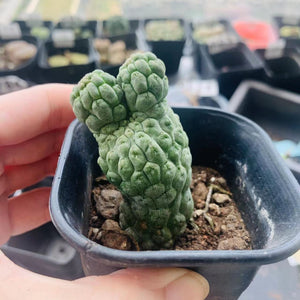 Trichocaulon cactiformis LIVE PLANT #5515 For Sale