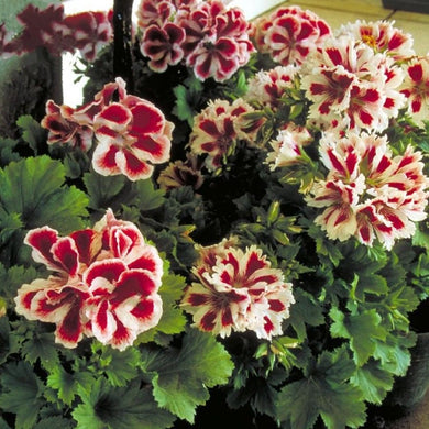 Geranium 'Washington Aztec F1' 5 Pcs Flowers Seeds Pelargonium