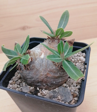 Pachypodium eburneum LIVE PLANT #7853 For Sale