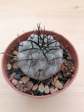 Copiapoa cinerea LIVE PLANT #02933 For Sale