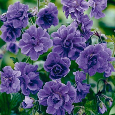 Night Blue Pelargonium 5 Pcs Flowers Seeds