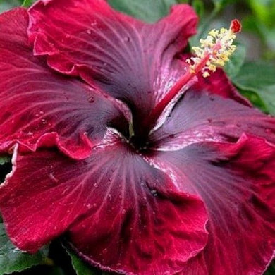 Hibiscus Rosa-sinensis Big Blooms 50 Pcs Flowers Seeds